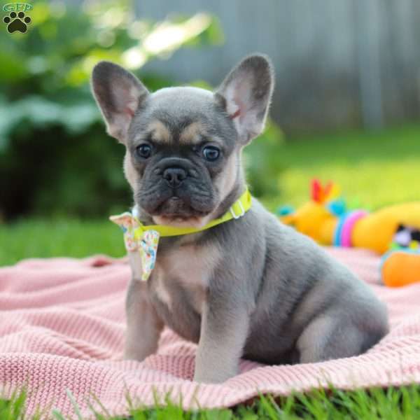 Indi, French Bulldog Puppy
